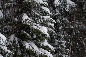 Winter forest, snowy trees, winter trees