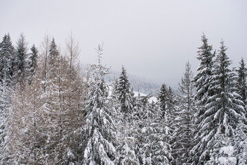 Winter forest, snowy trees, winter trees