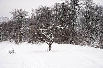Zima w górach, Zima, Zimowy las, Góry zimą, Polskie Góry