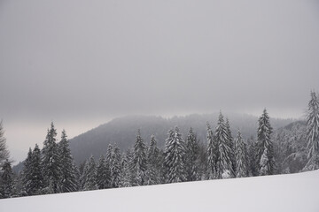 winter landscape, winter, forest in winter, trees covered with thick snow, heavy snowfall