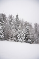Fototapeta premium winter landscape, winter, forest in winter, trees covered with thick snow, heavy snowfall