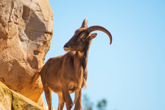 Mouflon &agrave; manchettes wild sheep, Ammotragus lervia stanging on a cliff