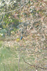 枝の先にとまるカワセミ