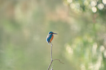 枝の先にとまるカワセミ