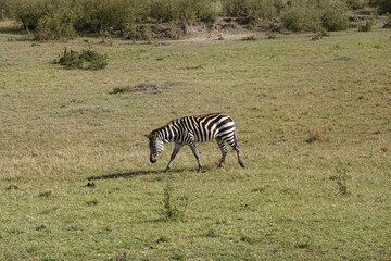 Kenya - Savannah - Zebra