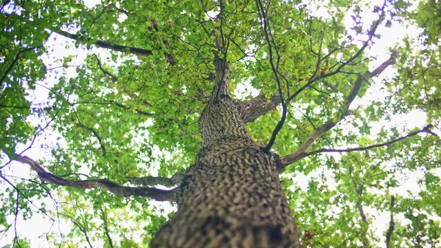 Looking up tree trunk of big tree to canopy of green leaves in forest in England