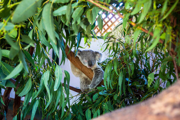 Ciute koala on eucalyptus tree outdoor. © Victoria Nefedova