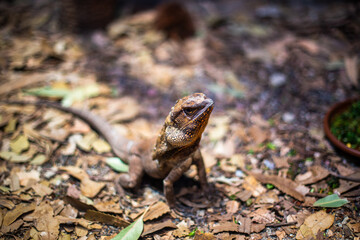 Coastal agama. Pogona barbata. The bearded dragon. A bearded lizard.