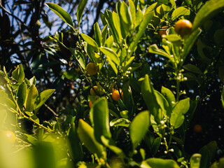 Kumquat fruit