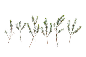 Waxflower leaves on white background.