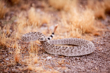 Diamondback Rattlesnake