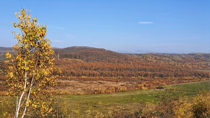 Fototapeta premium autumn forest in mountains under blue sky