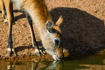 Female Red Cobe lechwe antilope (Kobus leche leche) drinking river water in the african savanah