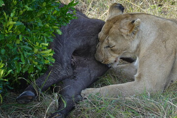 Fototapeta premium Kenya - Savannah - Lion and Buffalo Carcass