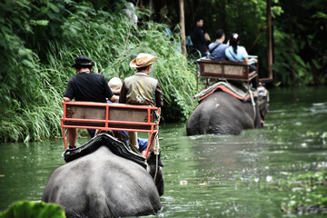 Backside view of tourist groups sitting on elephant seat for travel and touring explore off forest trails and wade through deep waters in rainy season. Traveler and explorer concept.