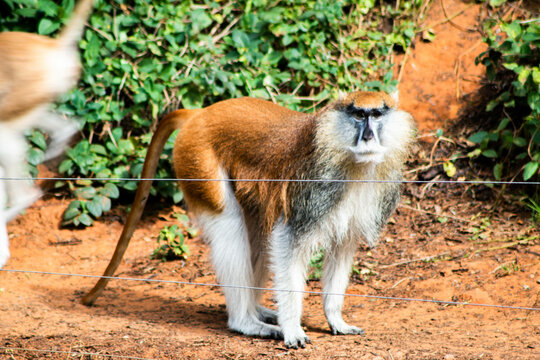 Patas monkey Erythrocebus patas