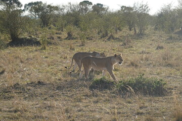 Kenya - Savannah - Lion
