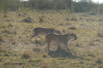 Kenya - Savannah - Lion
