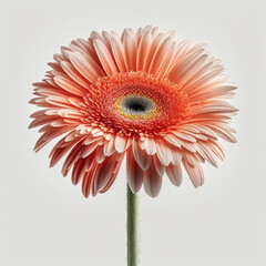 Gerbera auf wei&szlig;em Hintergrund isoliert (erstellt durch KI-Tool)