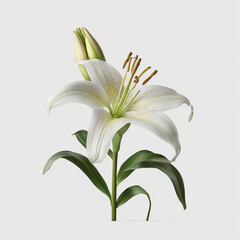 Lilie auf weißem Hintergrund isoliert (erstellt durch KI-Tool)