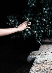 Fototapete bei efototapeten.de bestellen   