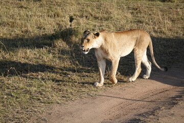 Naklejka na ściany i meble Kenya - Savannah - Lion