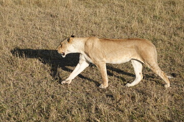 Kenya - Savannah - Lion