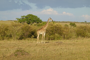 Kenya - Savannah - Giraffe