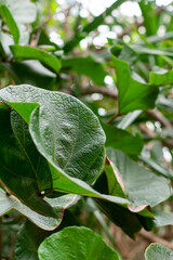 garden plants with green leaf