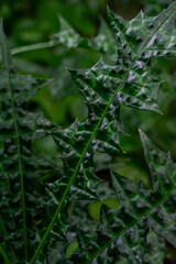 garden plants with green leaf