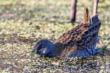 Australian Spotted Crake in Victoria Australia