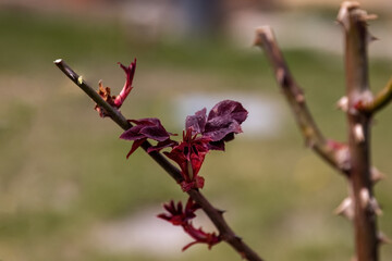 Rose bush cuttings method preparation for reproduction.