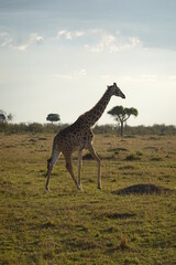 Kenya - Savannah - Giraffe