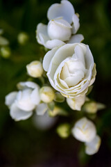 Rosa banksiae or Lady Banks rose white rose in the garden design.