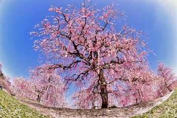 青空に映える梅林