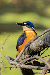 Azure Kingfisher in Victoria Australia