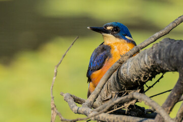 Azure Kingfisher in Victoria Australia