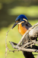 Azure Kingfisher in Victoria Australia
