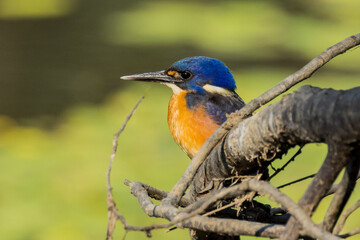 Naklejka premium Azure Kingfisher in Victoria Australia