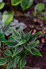 garden plants with green leaf