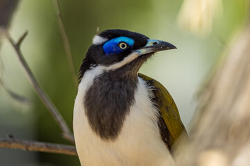 Blue-faced Honeyeater in Victoria Australia