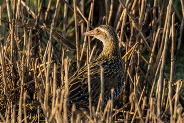 Buff-banded Rail in Victoria Australia