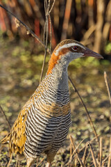 Buff-banded Rail in Victoria Australia