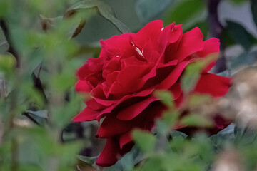 Rosa cinnamomea or cinnamon rose red flower in the garden design.
