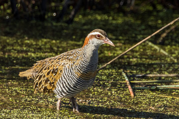 Buff-banded Rail in Victoria Australia