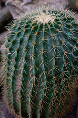 Naklejka na ściany i meble green cactus plant in gardren