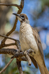 Little Friarbird in Victoria Australia