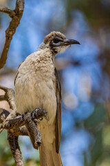 Little Friarbird in Victoria Australia
