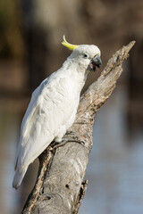 Sulphur-crested Cockatoo in Victoria Australia