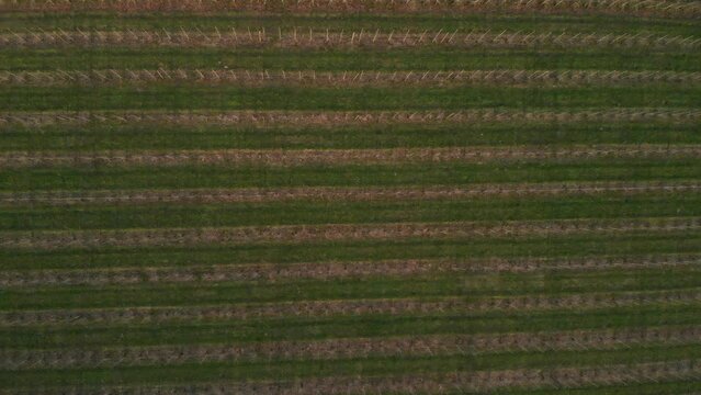 Apple Tree Farm In Wintertime From Above